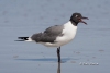 Laughing Gull 04