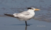 Royal Tern 01