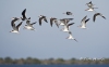 Black Skimmer 09