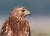 Red Shouldered Hawk 01