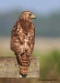 Red Shouldered Hawk 03