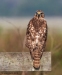 Red Shouldered Hawk 04