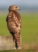 Red Shouldered Hawk 06