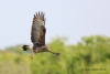 Snail Kite 25