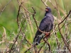 Snail Kite 26