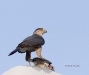 Coopers Hawk 01