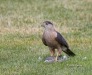 Coopers Hawk 02