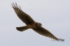 Northern Harrier 01