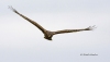 Northern Harrier 02