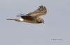 Northern Harrier 03