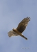 Northern Harrier 04