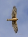 Northern Harrier 05