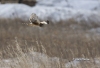 Northern Harrier 06