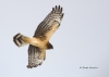 Northern Harrier 07