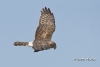 Northern Harrier 08