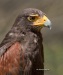 Harris Hawk 01