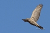 Northern Goshawk 01