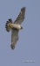 Peregrine Falcon 01