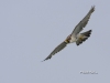 Peregrine Falcon 02