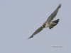 Peregrine Falcon 02