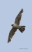 Peregrine Falcon 04