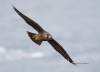 Peregrine Falcon 08