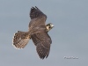 Peregrine Falcon 09