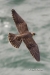 Peregrine Falcon 13