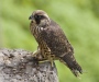 Peregrine Falcon 14