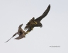 Peregrine Falcon 15