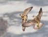 Peregrine Falcon 16