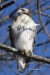 Red Tailed Hawk 02