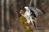 Red Tailed Hawk 03