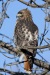 Red Tailed Hawk 05