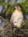 Red Tailed Hawk 06