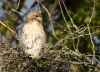 Red Tailed Hawk 07