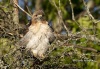 Red Tailed Hawk 08