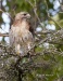 Red Tailed Hawk 09