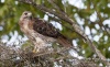 Red Tailed Hawk 11