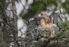 Red Tailed Hawk 12