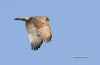 Red Tailed Hawk 13