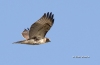 Red Tailed Hawk 14