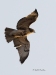 Red Tailed Hawk 15