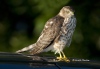 Sharp Shinned Hawk 01