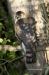 Sharp Shinned Hawk 02