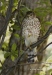 Sharp Shinned Hawk 03