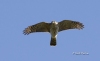 Sharp Shinned Hawk 04