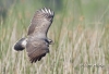 Snail Kite 02