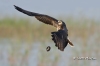 Snail Kite 03