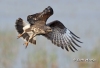 Snail Kite 10